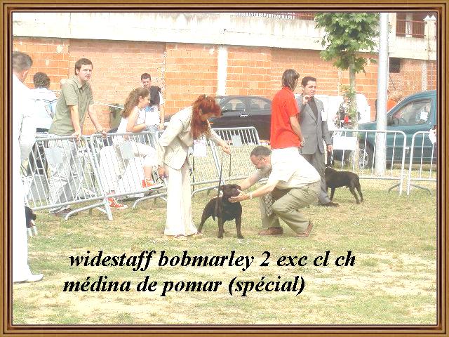 CH. Widestaff Bobmarley